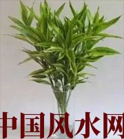 榆林十二生肖养什么植物最旺财运？你知道吗！